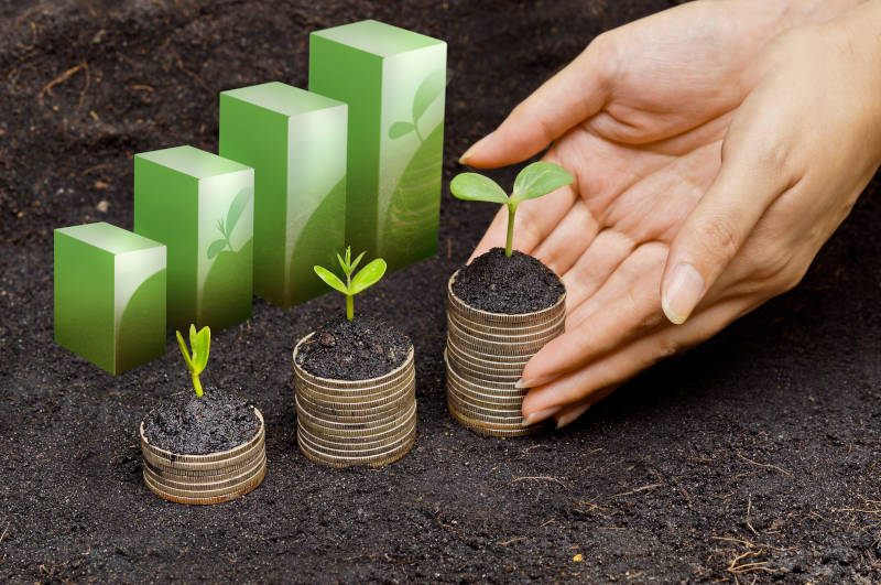 hands holding tress growing on coins in germination sequence / csr / sustainable development / business growth